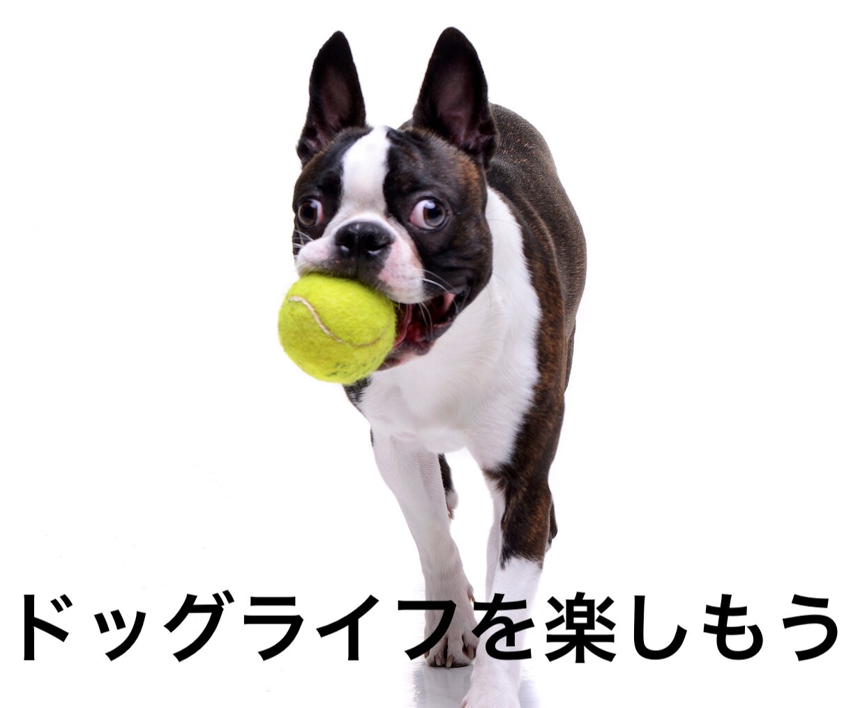 電話でドッグライフを満喫させる為のアドバイスします とことん「ドッグライフ」を楽しむための方法をご紹介します！ イメージ1