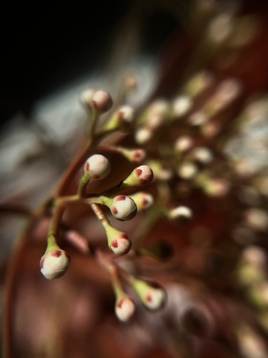 植物、食材を中心に色々な写真を投稿します ミクロの世界への挑戦と探検。まだ見ぬ世界へ。 イメージ2