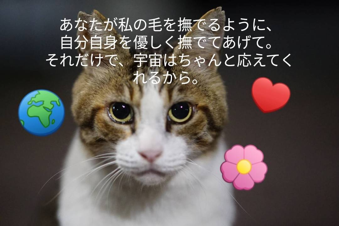 猫のオラクルカードでメッセージを届けます ネコ世界から届く愛と癒やしのスピリットメッセージ イメージ2