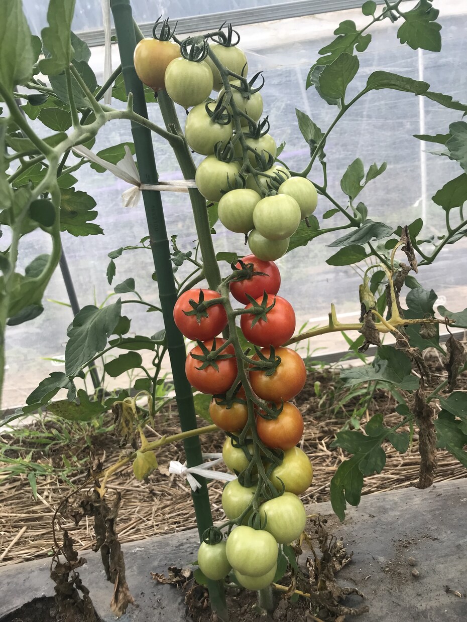 身体の症状に合ったお野菜教えます 野菜ソムリエプロが貴方の健康をちょっと手助け♪ イメージ5