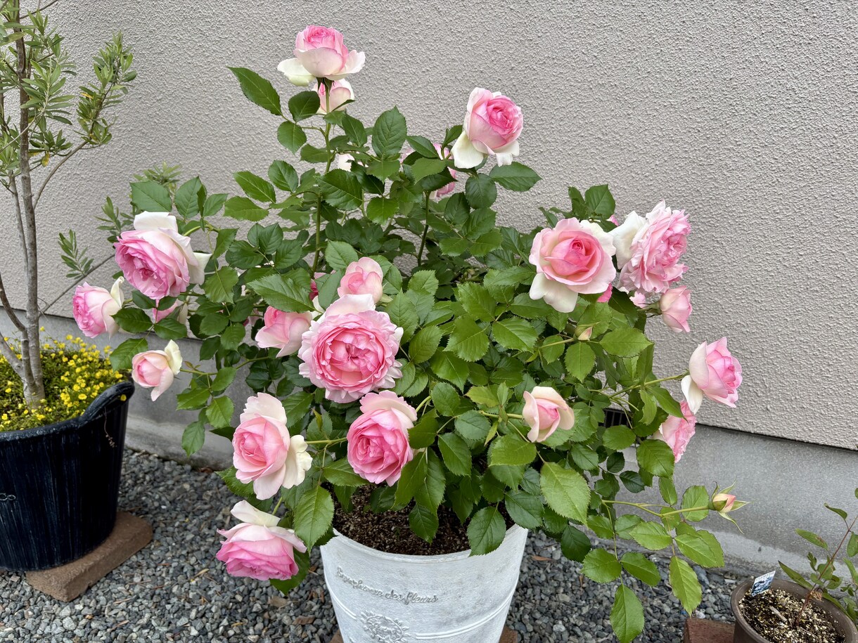 観葉植物などのちょっとした不調も気軽に相談乗ります 葉の変色や水やり方をグリーンアドバイザーがやさしく解決！ イメージ4