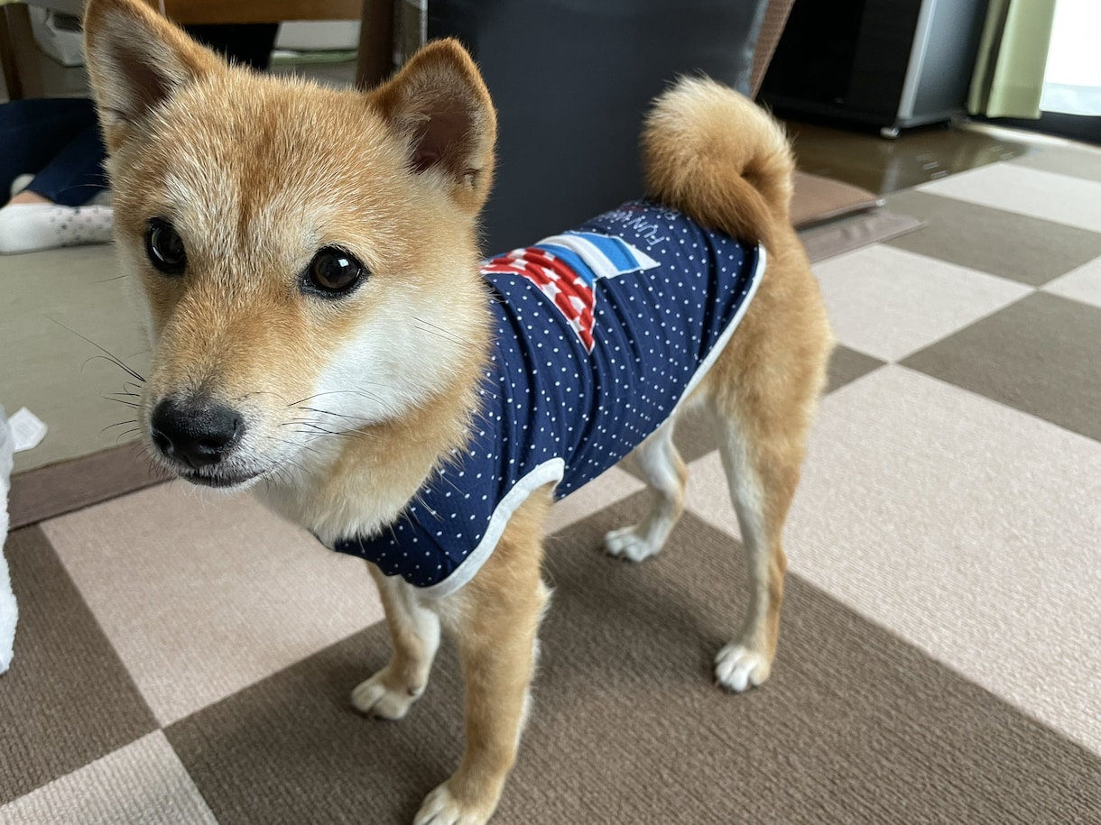 極小豆柴の写真を売ります 2歳の可愛い柴犬をお好みのアングルで撮ります！ イメージ5
