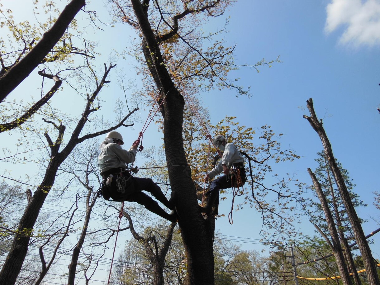 植木管理・剪定・病害虫駆除　造園関係ご相談受けます 会社設立50年の経験を活かしてアドバイスさせて頂きます！ イメージ3
