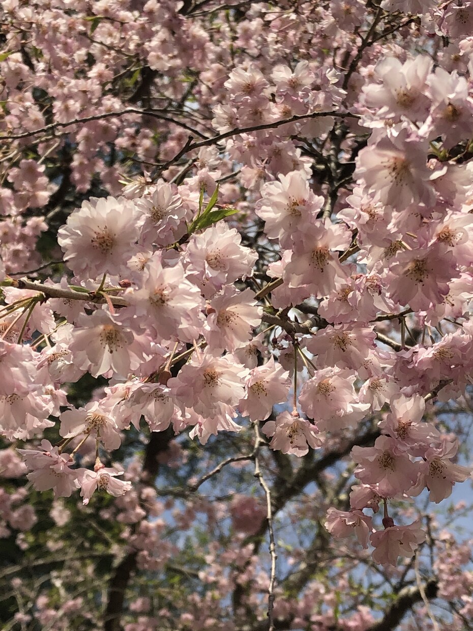 解離性障害と20年近く付き合ってる私が聞きます 悩み相談や。ただ誰かと話したいなそんな理由でもOK イメージ1