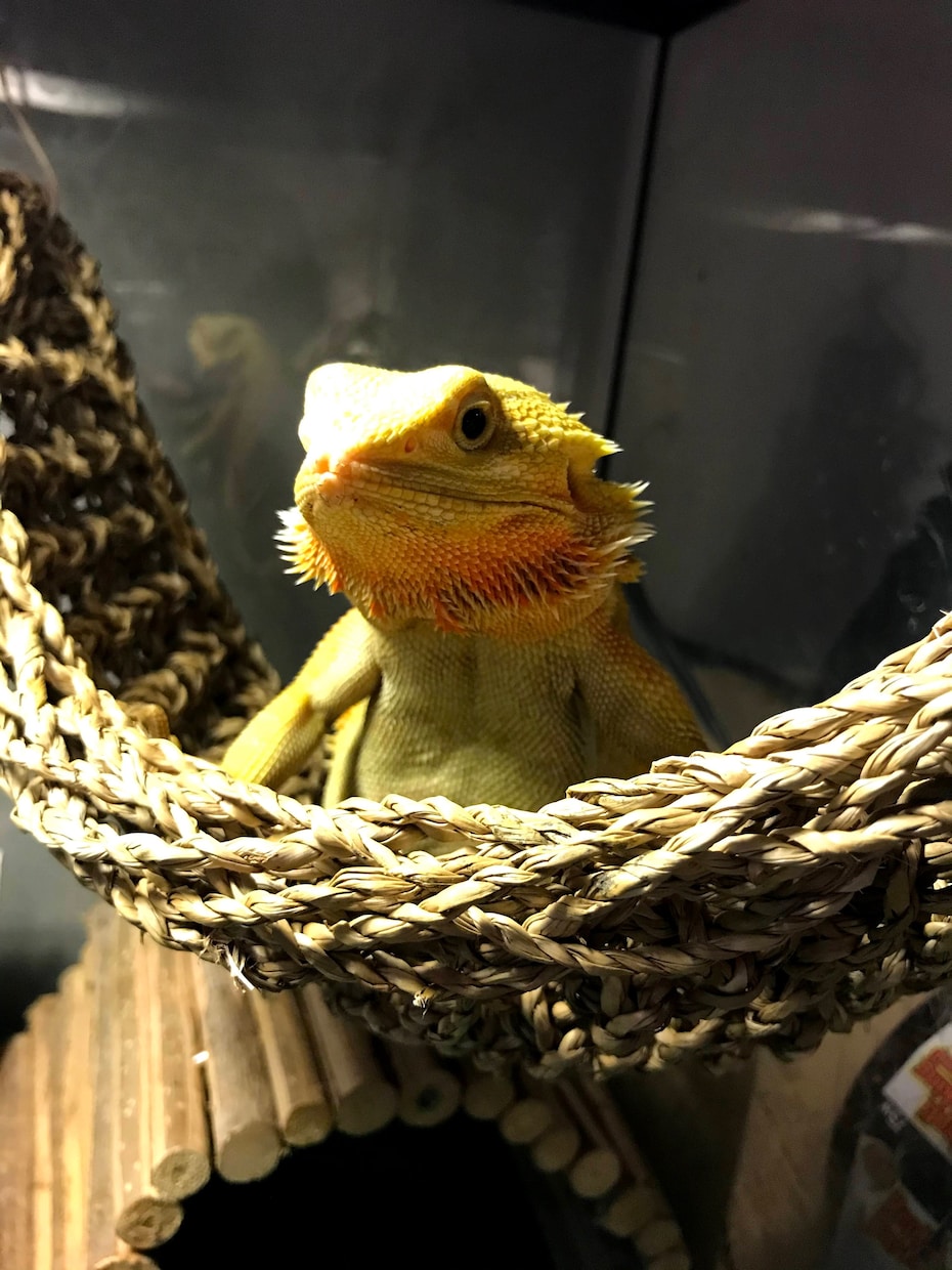 フトアゴヒゲトカゲのこと何でも相談乗ります 飼い方、餌、ケージ….繁殖のこと意外ならなんでも！ イメージ2