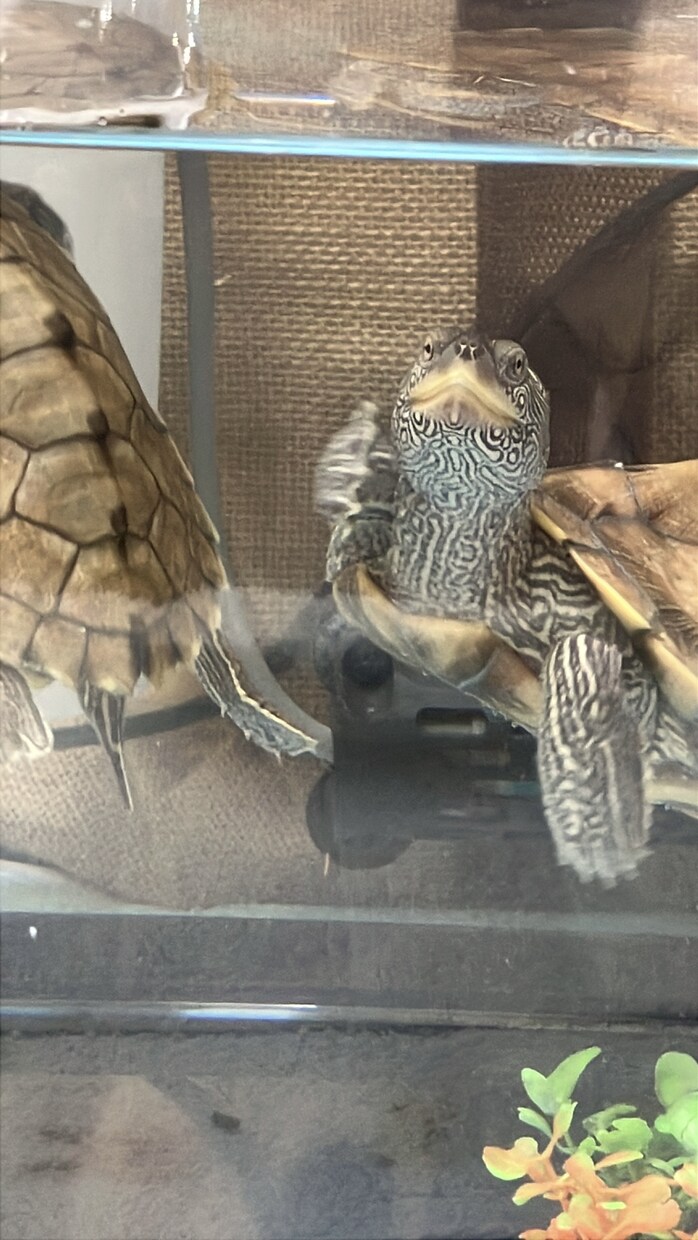 愛玩動物飼養管理士資格保持者が相談乗ります 飼いたいけど飼い方がわからないなどの相談に乗ります イメージ3
