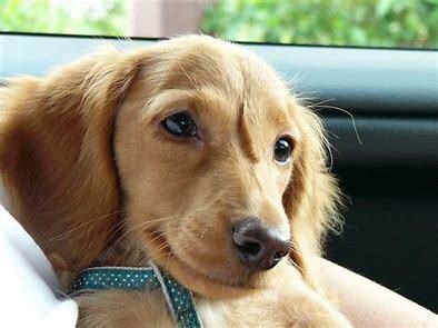 ペットロス。あなたの心を癒します 愛犬を8回亡くした私が貴方のペットロスの気持ちに寄り添います イメージ6