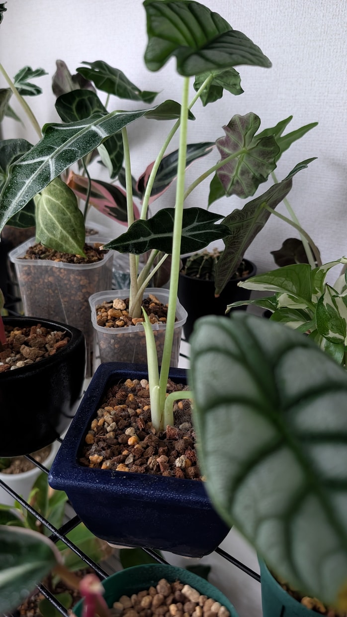 観葉植物の育て方・管理のご相談をお受けいたします 観葉植物をお家で200鉢以上管理中！あなたに合った方法ご提案 イメージ1