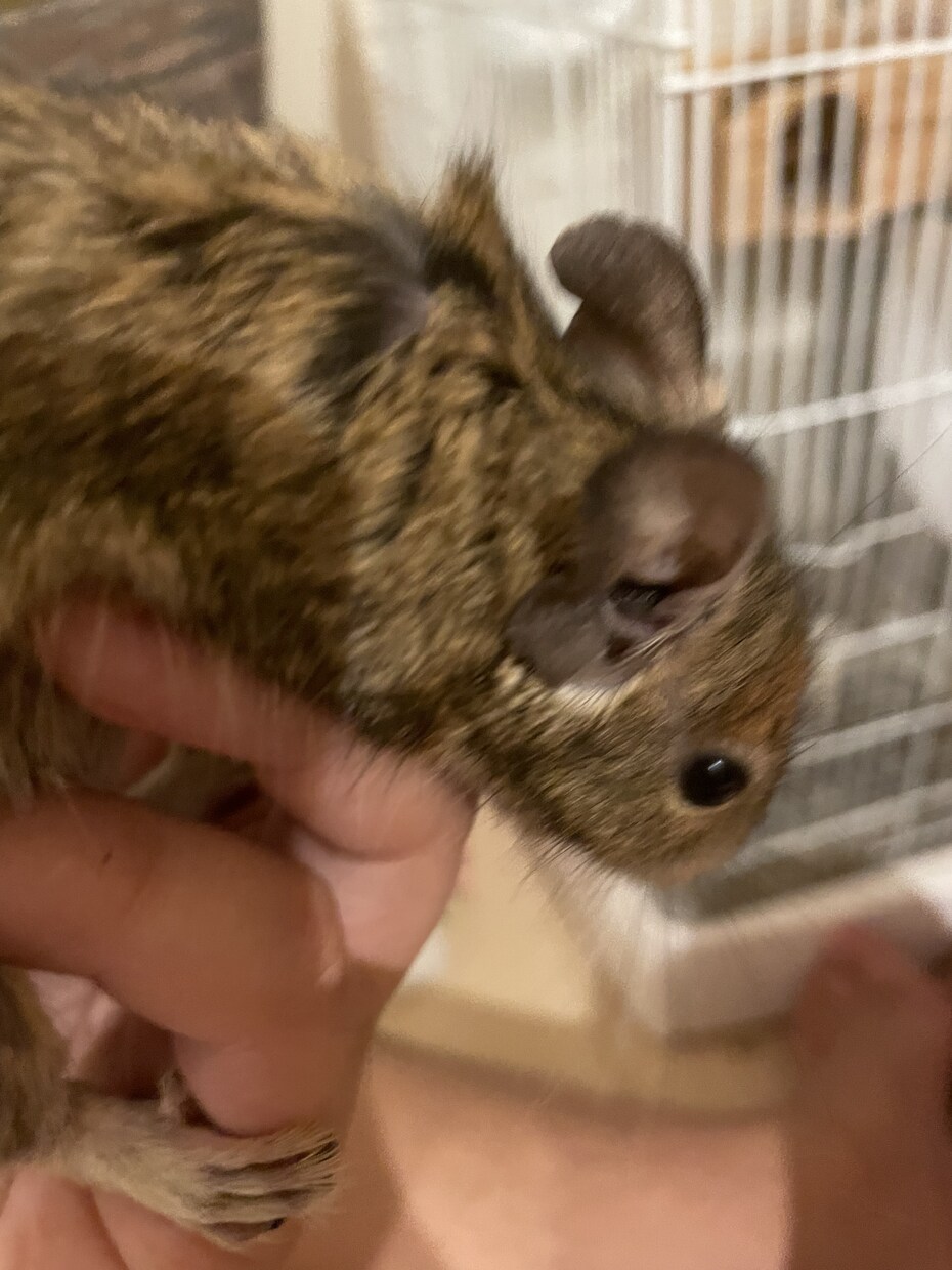 可愛い動物たちの動画素材提供します 写真でも動画でも！色々な動物の素材提供します！ イメージ6