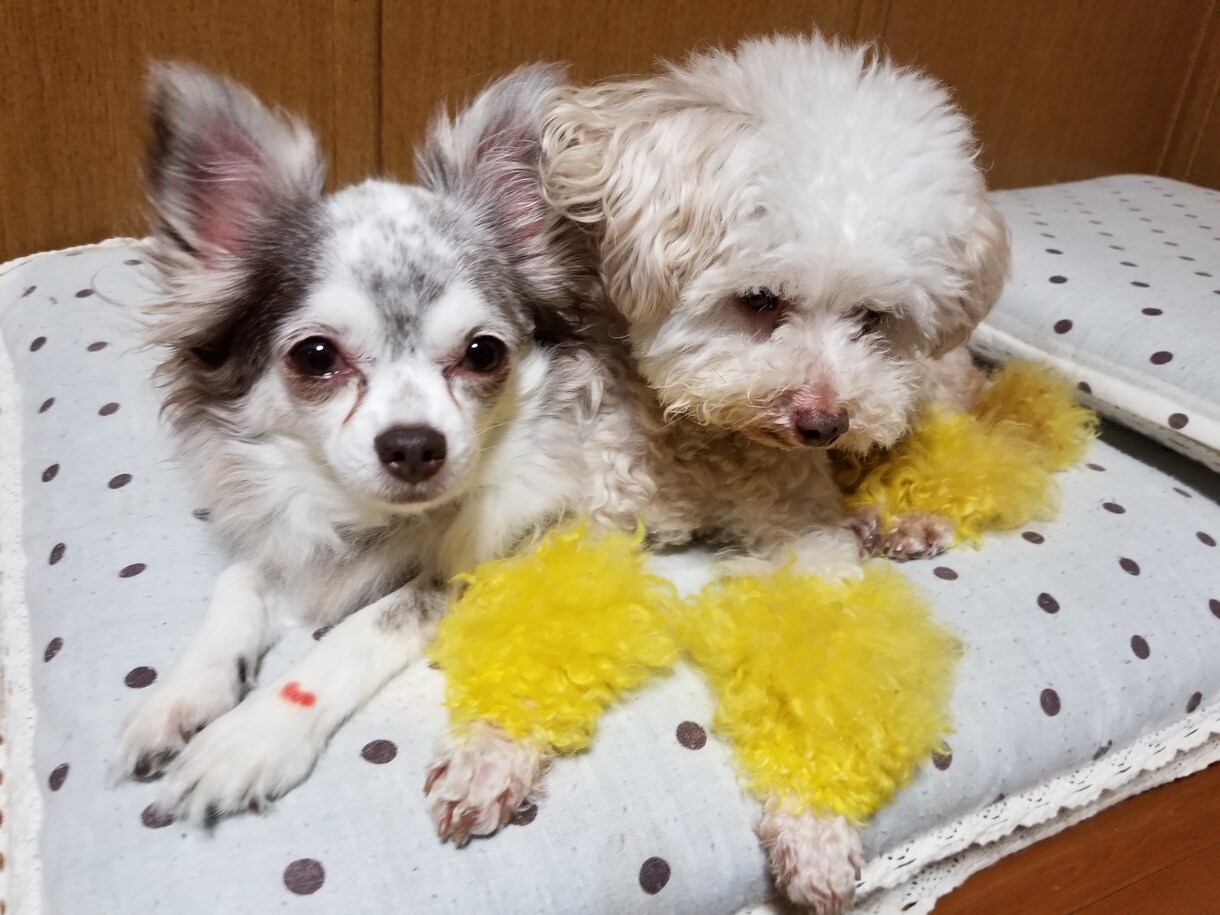 トリマーが犬についての相談雑談お聞きします 初めてのトリミング〜シニア犬のトリミング、サロンの選び方など イメージ1