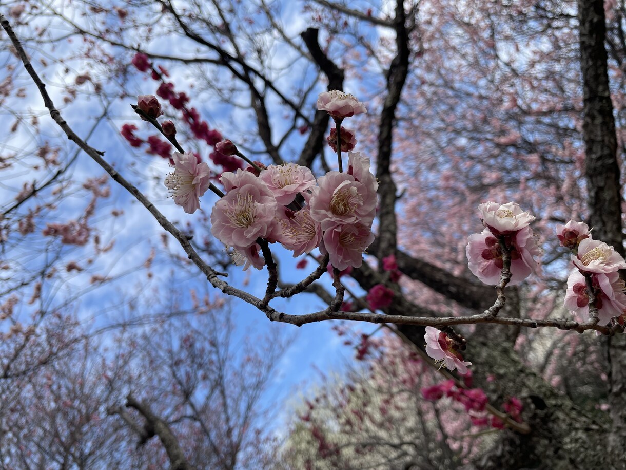 産業保健師目指している方の質問受け付けます 産業保健師へ転職または就職希望者の方へ イメージ1