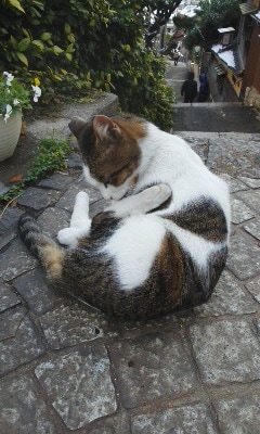 愛する家族様（犬や猫）の気持ちを覗きます 本日より再開します。よろしくお願いします イメージ1