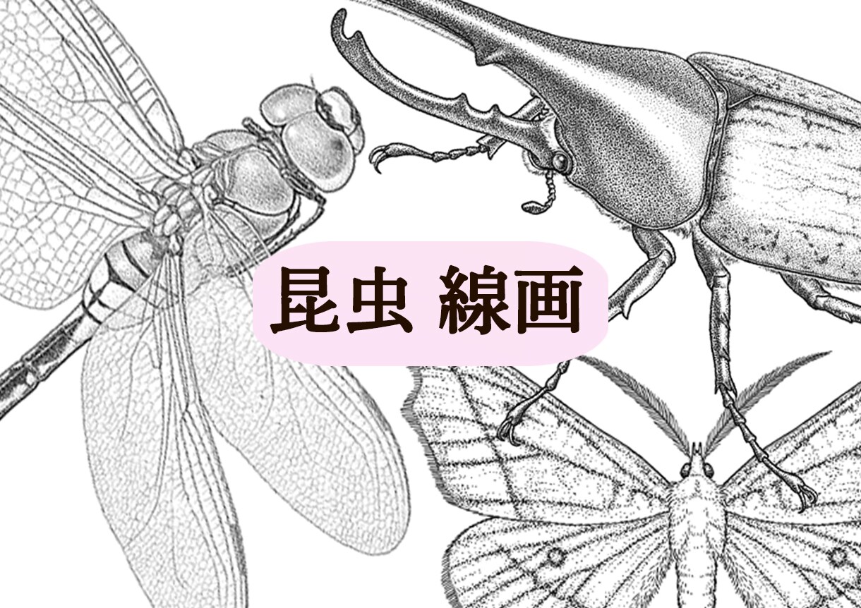 図鑑・教科書・教材のリアルなイラストを描きます 学術対応可能、教材・論文・専門書向けの正確な図版を提供します イメージ9