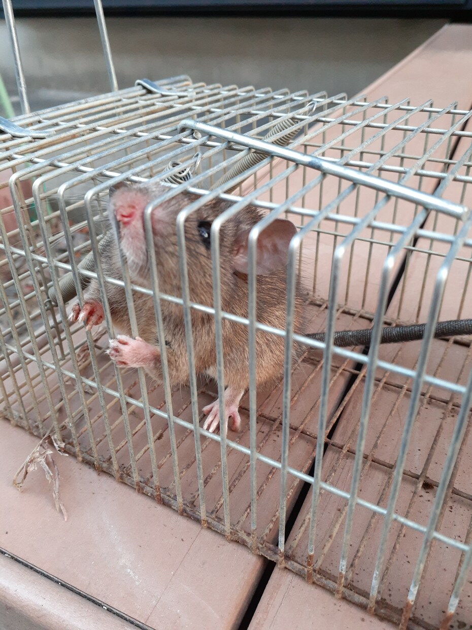 家庭菜園でのネズミの捕獲駆除を教えます 低コストで管理が簡単。餌にポイントがあります。 イメージ7