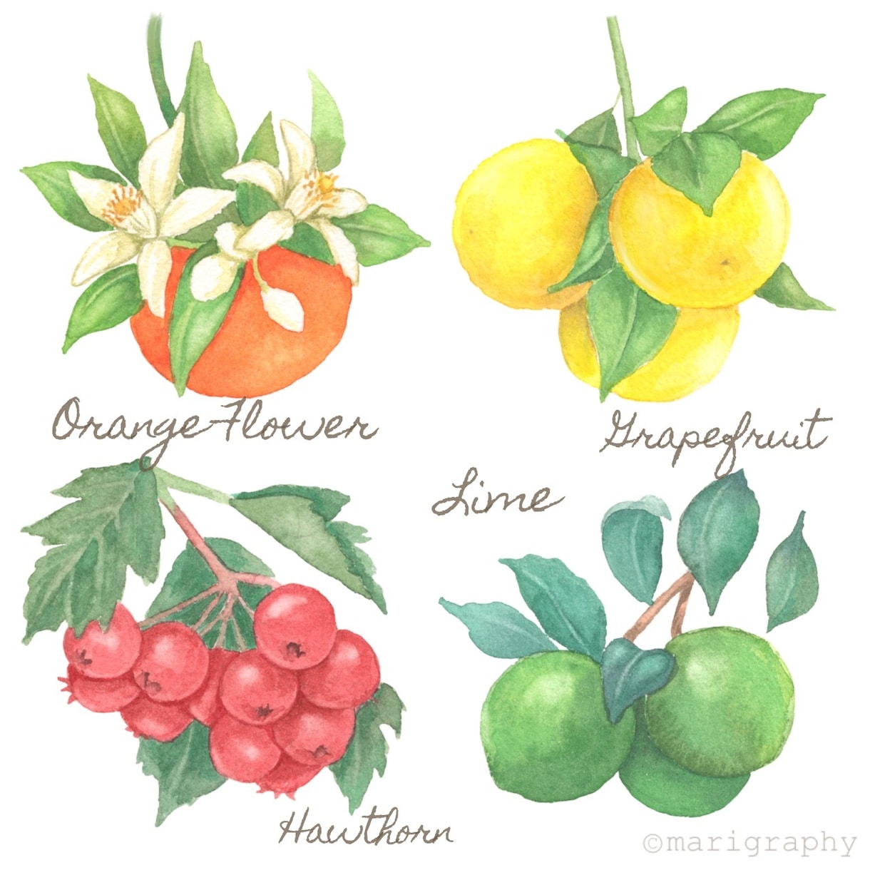 水彩画で野菜・果物などの食べ物イラストを描きます 〜丁寧なヒアリング〜 温かく優しいタッチが得意です♪ イメージ6