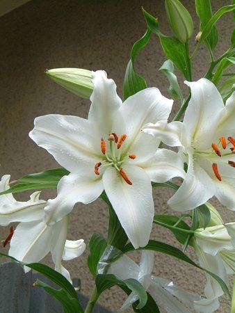 どうして私だけこんな思いするの？お話聞きます 虐待・大失恋・不倫・病気・虐め・モラハラ・パワハラ・犯罪被害 イメージ3