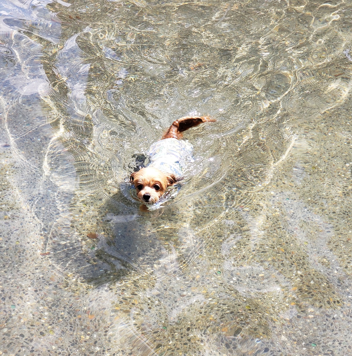 楽しくワンコにしつけと技を教えられます お座りから吠えろまでモデル犬に必要なスキル習得が出来ます イメージ3