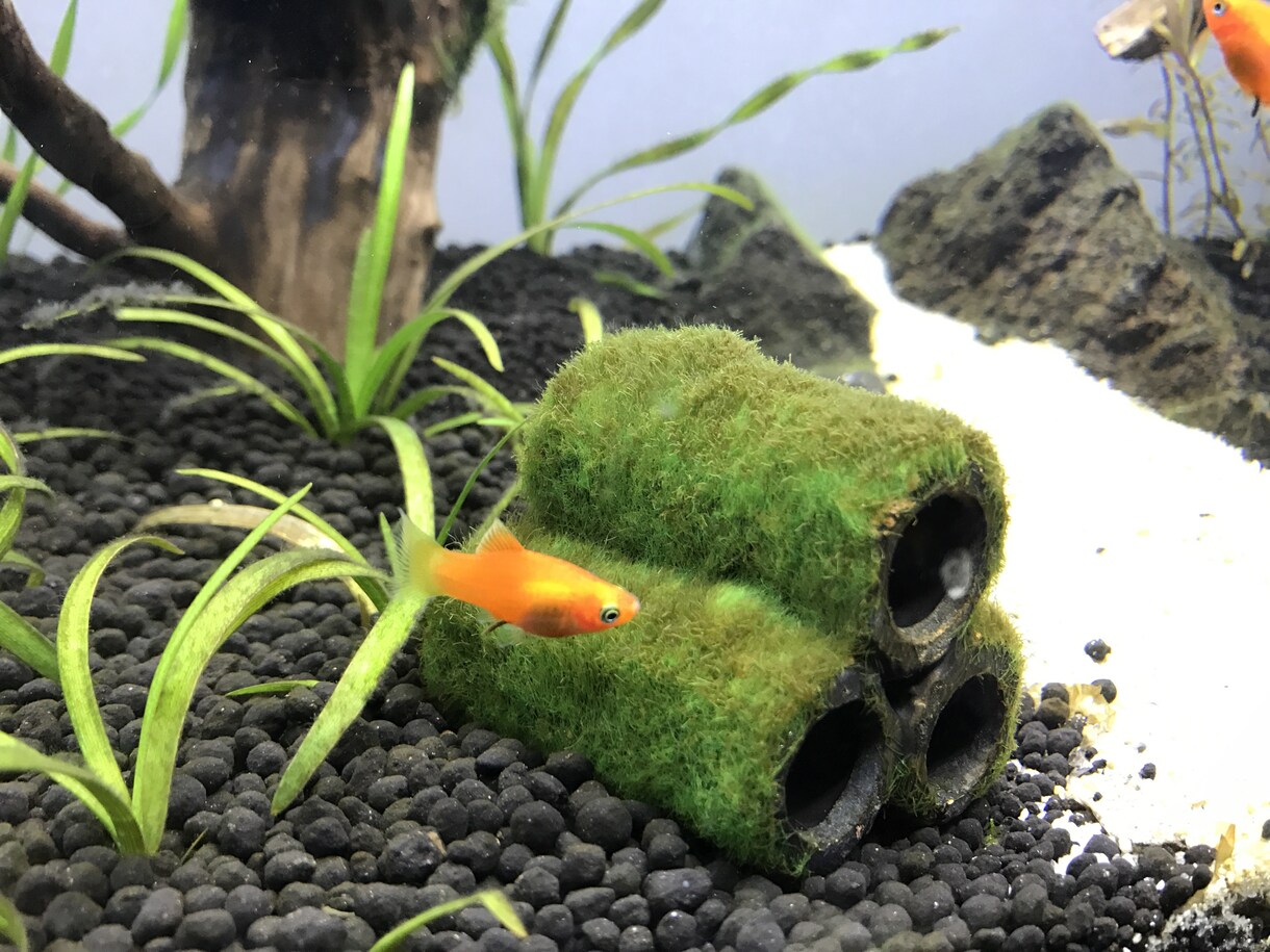 水槽のレイアウトします お魚さんを飼いたいあなたへお手伝いします！ イメージ2
