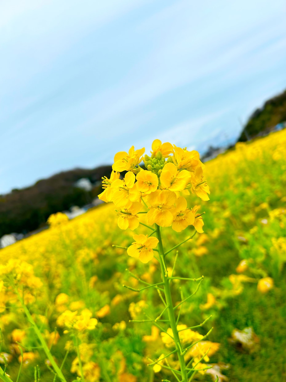 現役セラピストがあなたのお話をお伺いします ♡お試し一分からOK♡お悩みや愚痴、世間話なんでもどうぞ！ イメージ2