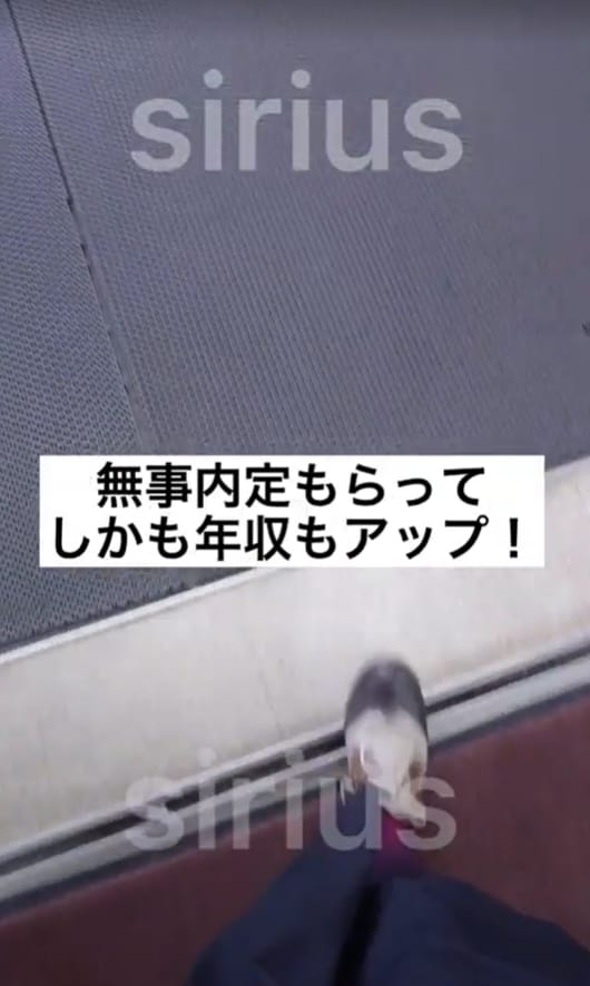 アフィリエイターがTikTok広告・動画編集します 28日で1万フォロワー実績あり！バズり要素も加味して制作 イメージ6