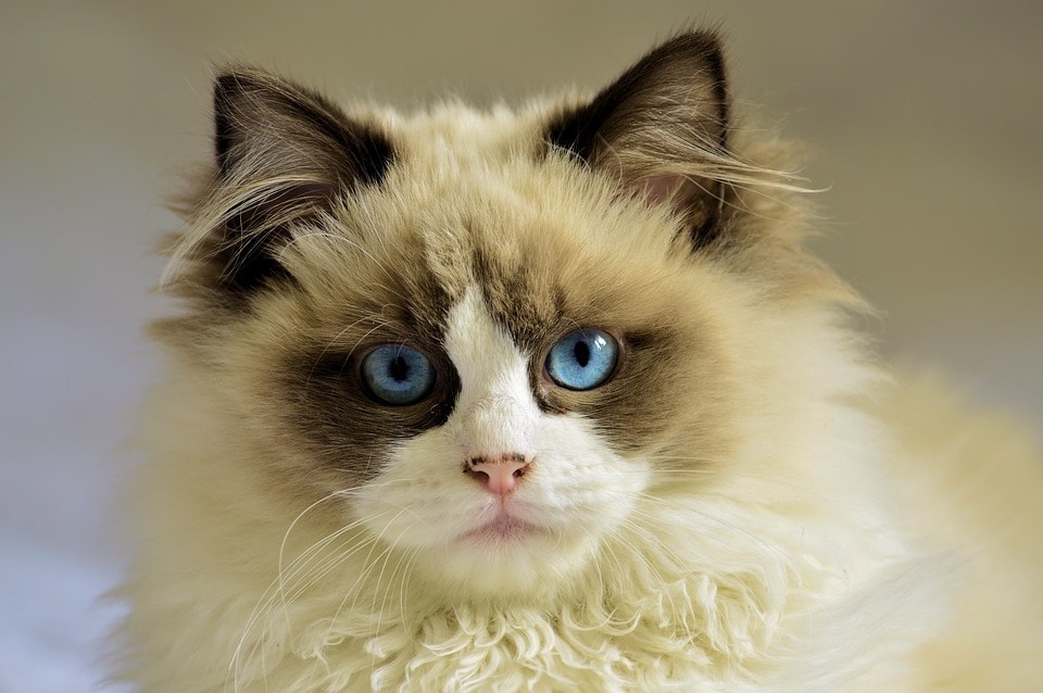 猫被ってることに疲れた貴方へ…その仮面剥がせます 毎日ヘトヘトで溜まっている愚痴や不満なんかを吐き出して下さい イメージ6