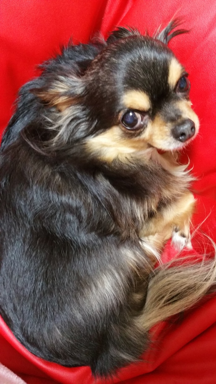 ペットの相談なんでも受付中！これから飼う方も！犬、小鳥、熱帯魚など(♡˙³˙) イメージ3
