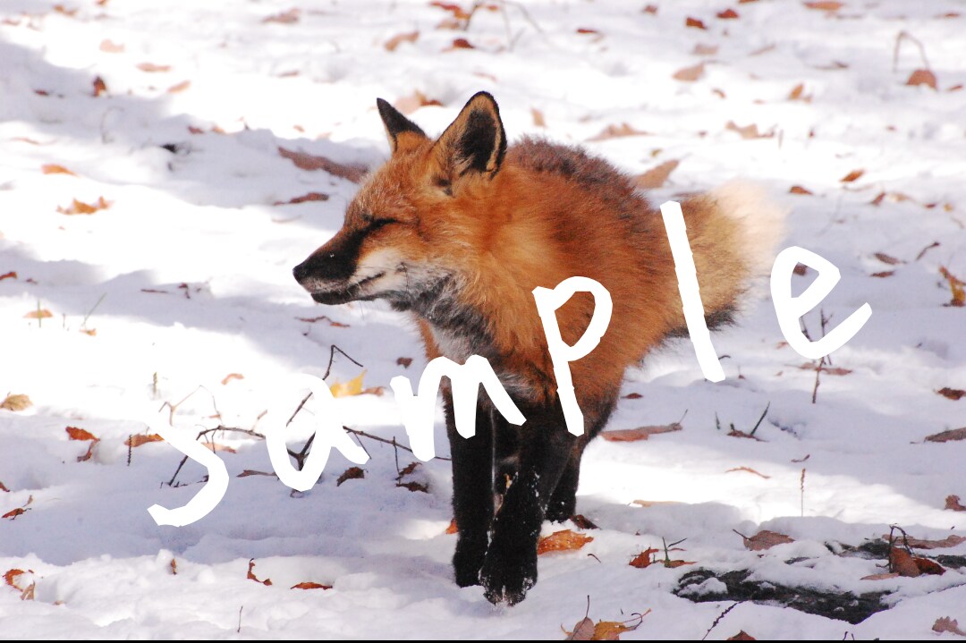 動物や自然の写真を提供します ご希望の写真のイメージを教えてください。 イメージ1