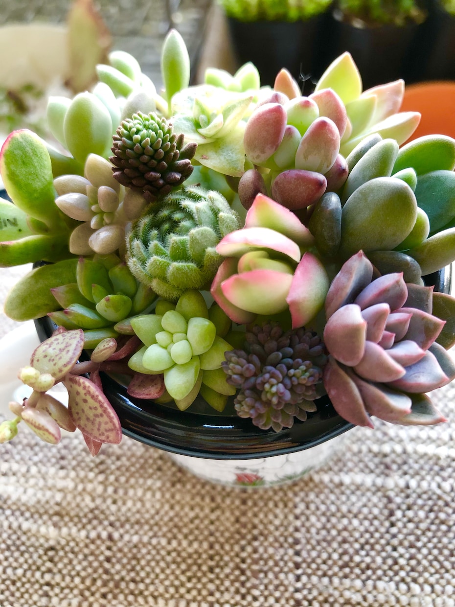 多肉植物のお悩み解決のお手伝いいたします 属種により違う育て方、寄せ植え方をお教えします！ イメージ5