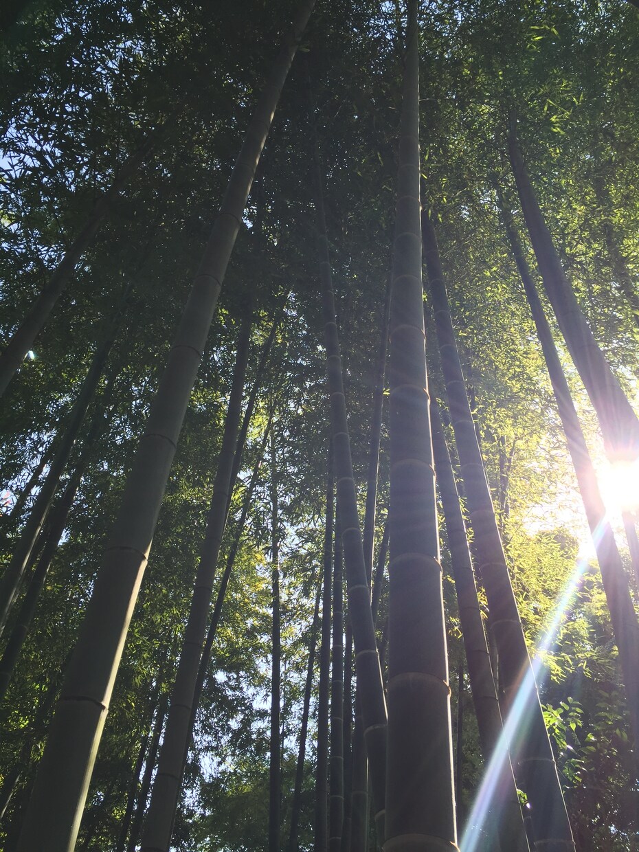 より良い人生に向けてリーディングいたします ご相談様の心に寄り添い明るい道へ導きます イメージ2