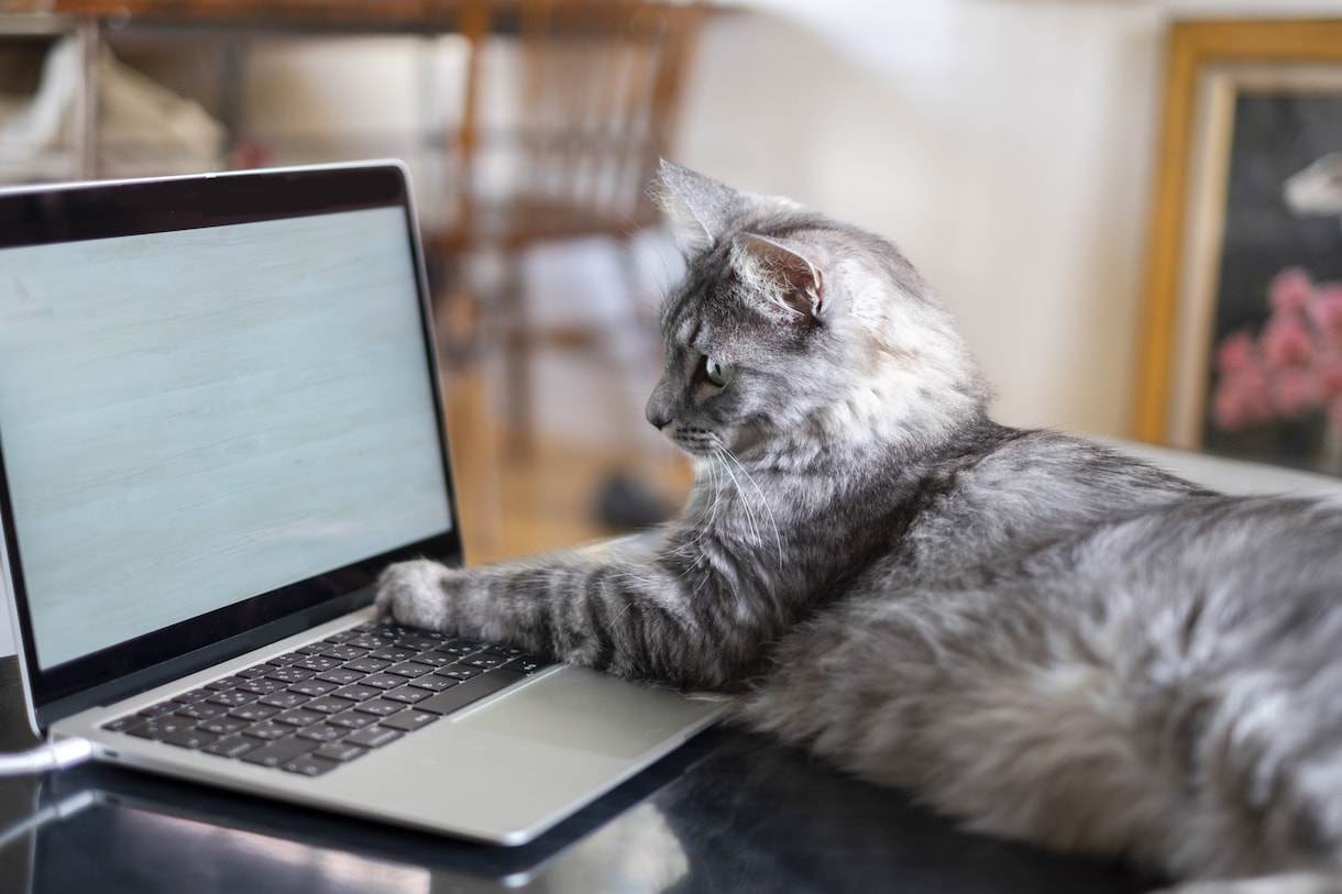 猫カフェ顧問・猫専門行政書士が質問にお答えします 猫と法務の悩み、プロがお答えいたします！ イメージ2
