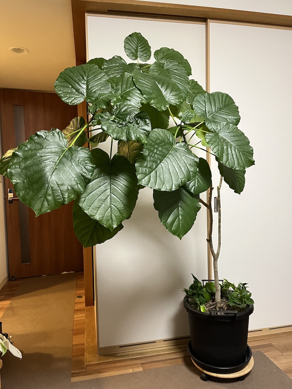 観葉植物の選び方賜ります 職場の環境に最適な観葉植物をインテリア性も合わせてチョイス! イメージ2