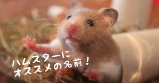 新しく家族になるペットの名前考えます ペットの名前が決まらない方に！ イメージ3
