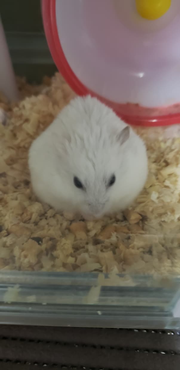 小動物に関するお悩み相談お受けします 飼い方、選び方などなどなんでもお問い合わせください！ イメージ1