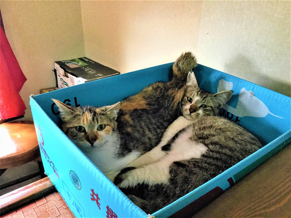 迷子猫情報をYouTube・TikTokに載せます 登録者数1000～1800人アカウントに掲載・拡散します！ イメージ6