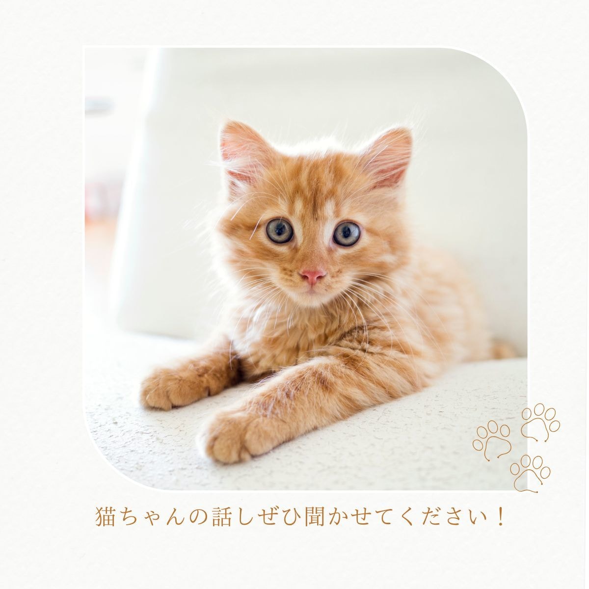 聞かせて❗️愛猫ちゃんのこと☘️アドバイスもします 猫歴10年以上❗️６匹の猫ちゃんと暮らし中✨お悩み相談⭐️ イメージ2
