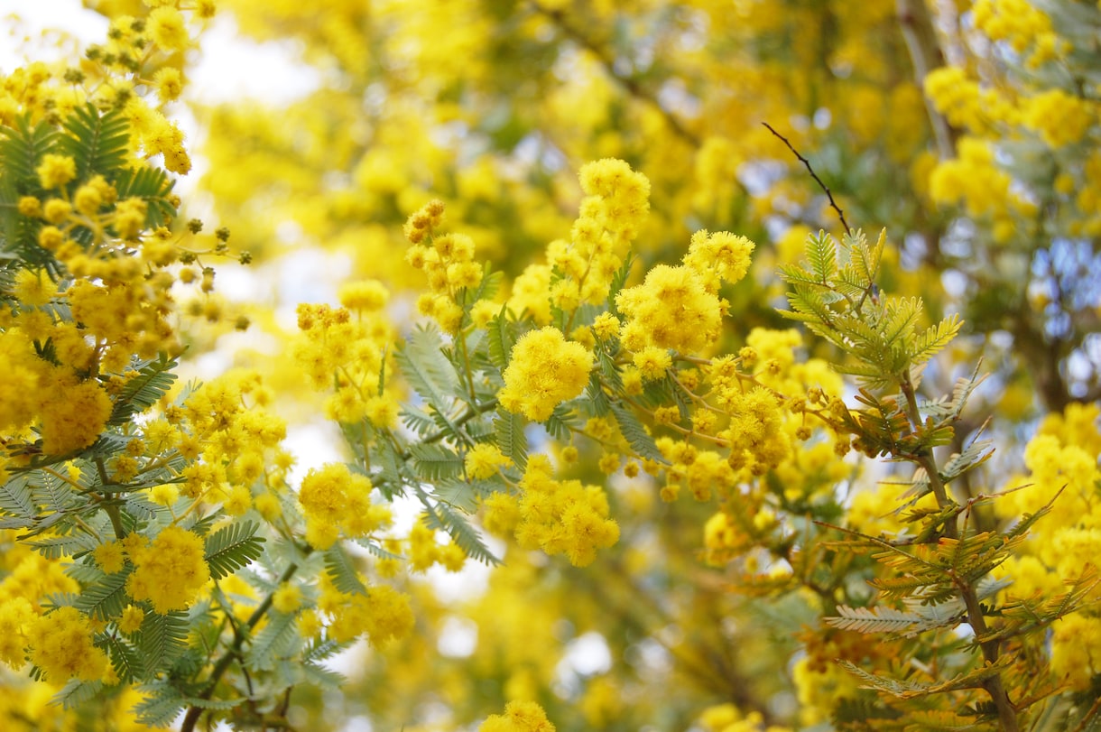 みもざ＊優しくお話しお聞きします 雑談｜お悩み｜相談｜愚痴｜仕事｜子育て｜その他いろいろ イメージ10
