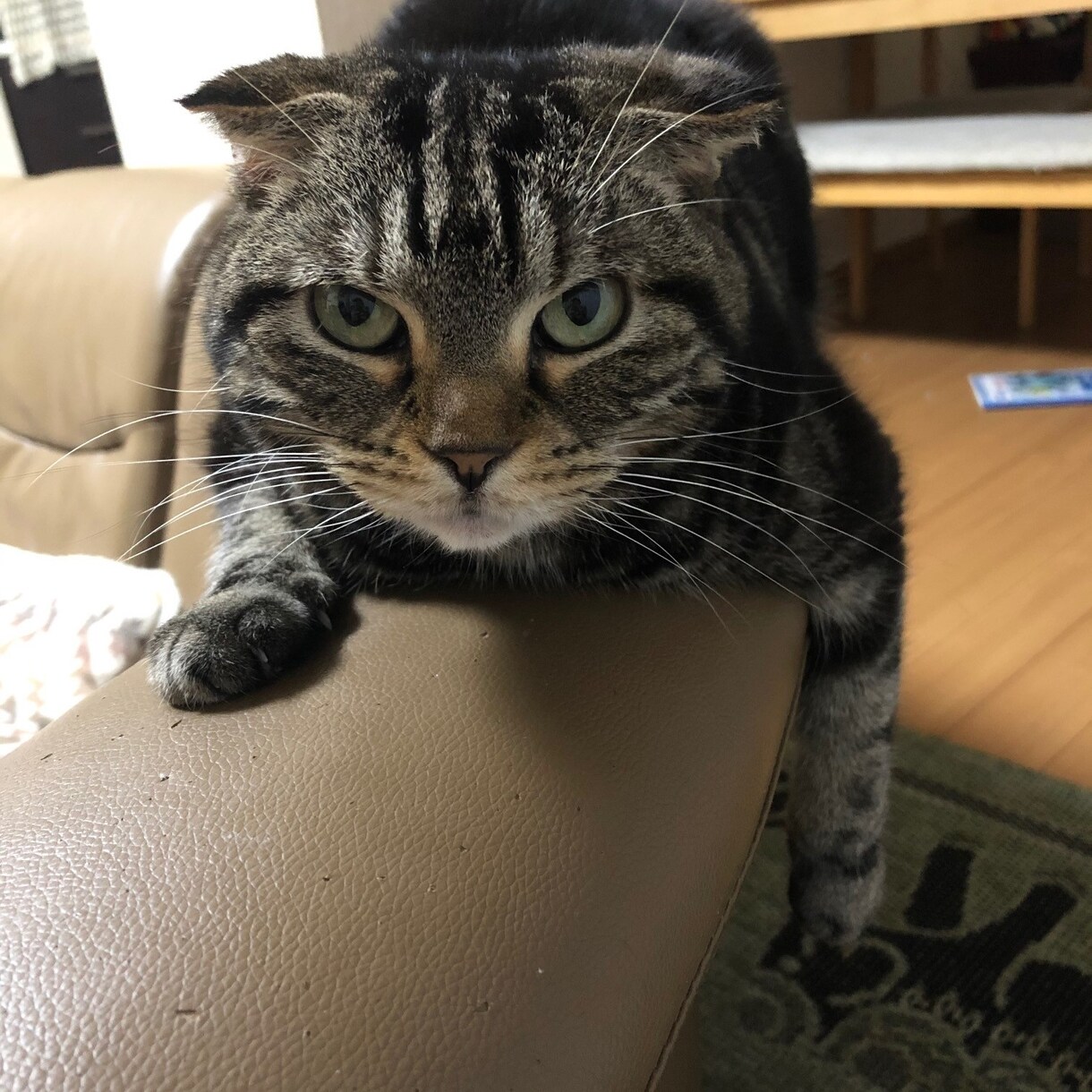 猫を飼いたいと検討してる方相談に乗ります 猫と一緒の生活９年！楽しい毎日送れます！ イメージ1