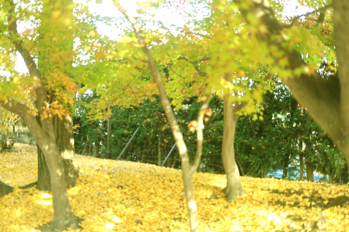 風景、観光地、メニューなどを撮影しいます 撮影場所に行った気持ちになろう イメージ2
