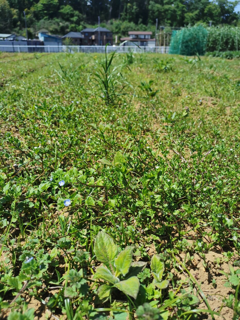 ヤーコンの育て方教えます ヤーコン農家が無農薬・無肥料栽培について相談に乗ります！ イメージ4