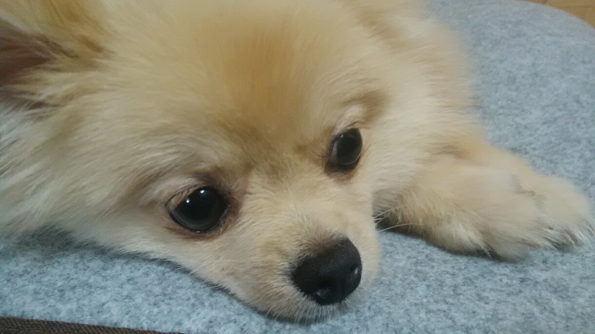 わんちゃん飼えない方ポメラニアンがあなたを癒します 疲れた心をわんちゃん（ポメラニアン）の何気ない行動で癒します イメージ1
