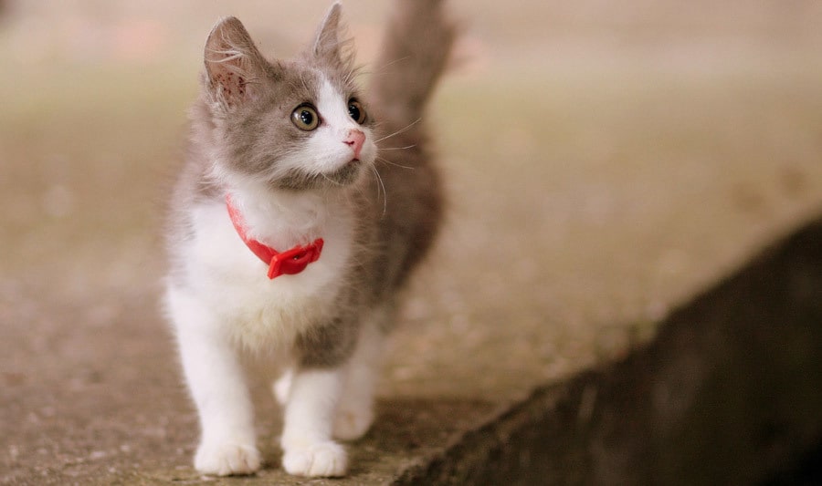 この子を家族に迎えて大丈夫？☘ご縁と時期を占います 犬猫ほかペット全般｜女性専用・最短5分から承ります イメージ6