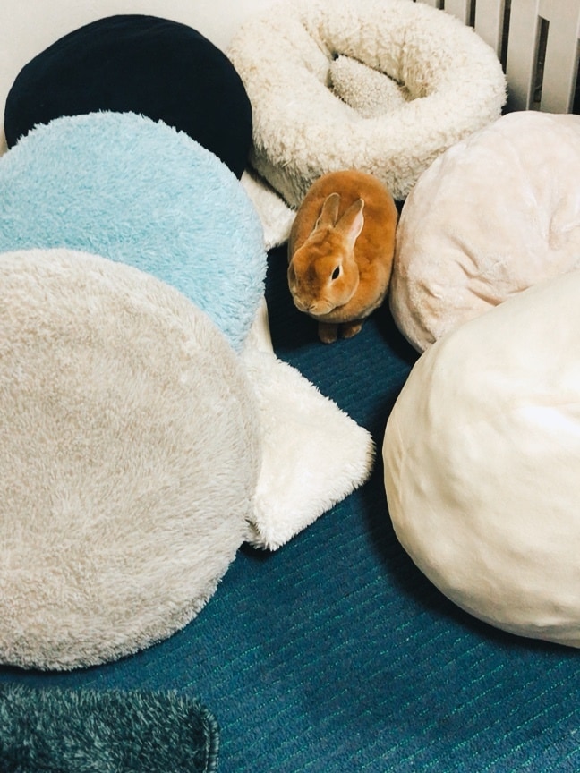のんびり屋のセラピストが話し相手します 普段は会えない遠方同士でも楽しくお話ししませんか？ イメージ4