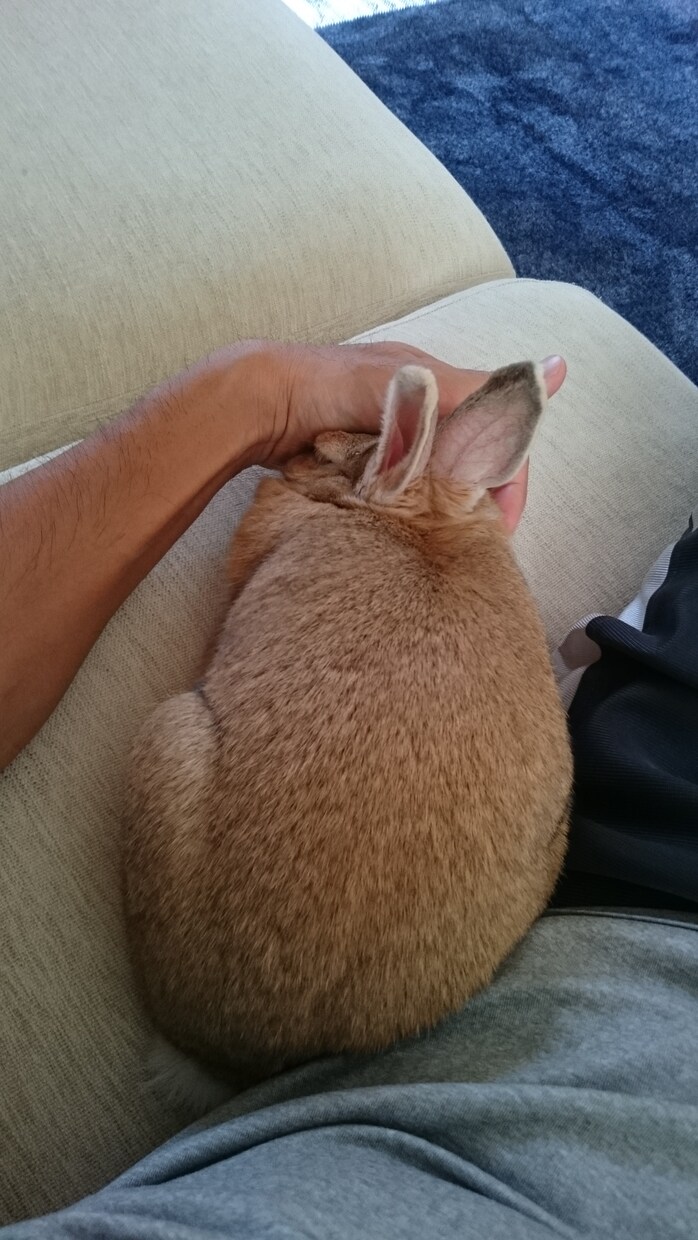 うさぎの体験談を聞きます 〜あなたの飼っているうさぎちゃんのエピソードを教えて下さい〜 イメージ6