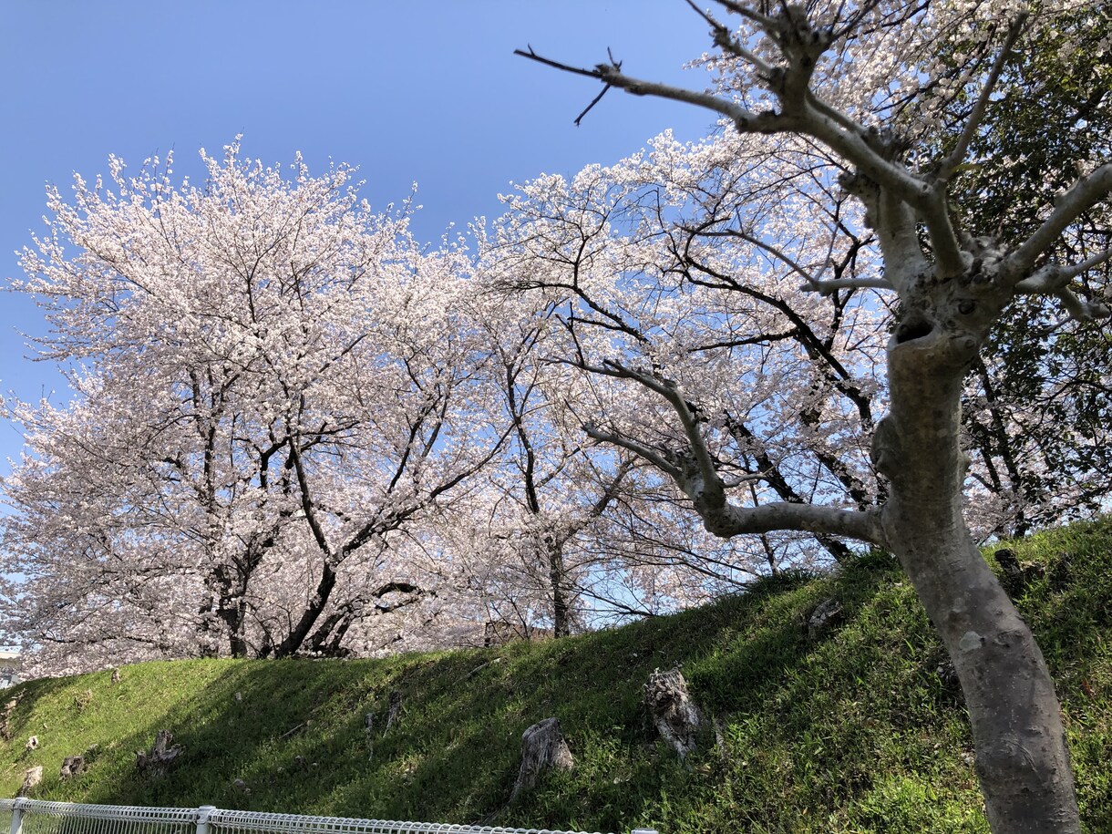 世間話から愚痴まで待っています 楽しかった、悲しかった、そんな時は聞かせてください(^-^) イメージ1