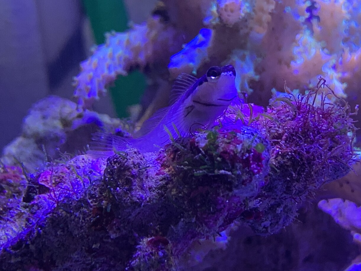 熱帯魚や海水魚 水草水槽の作成維持等教えます 美しい水草水槽や飼育全般に関して イメージ4