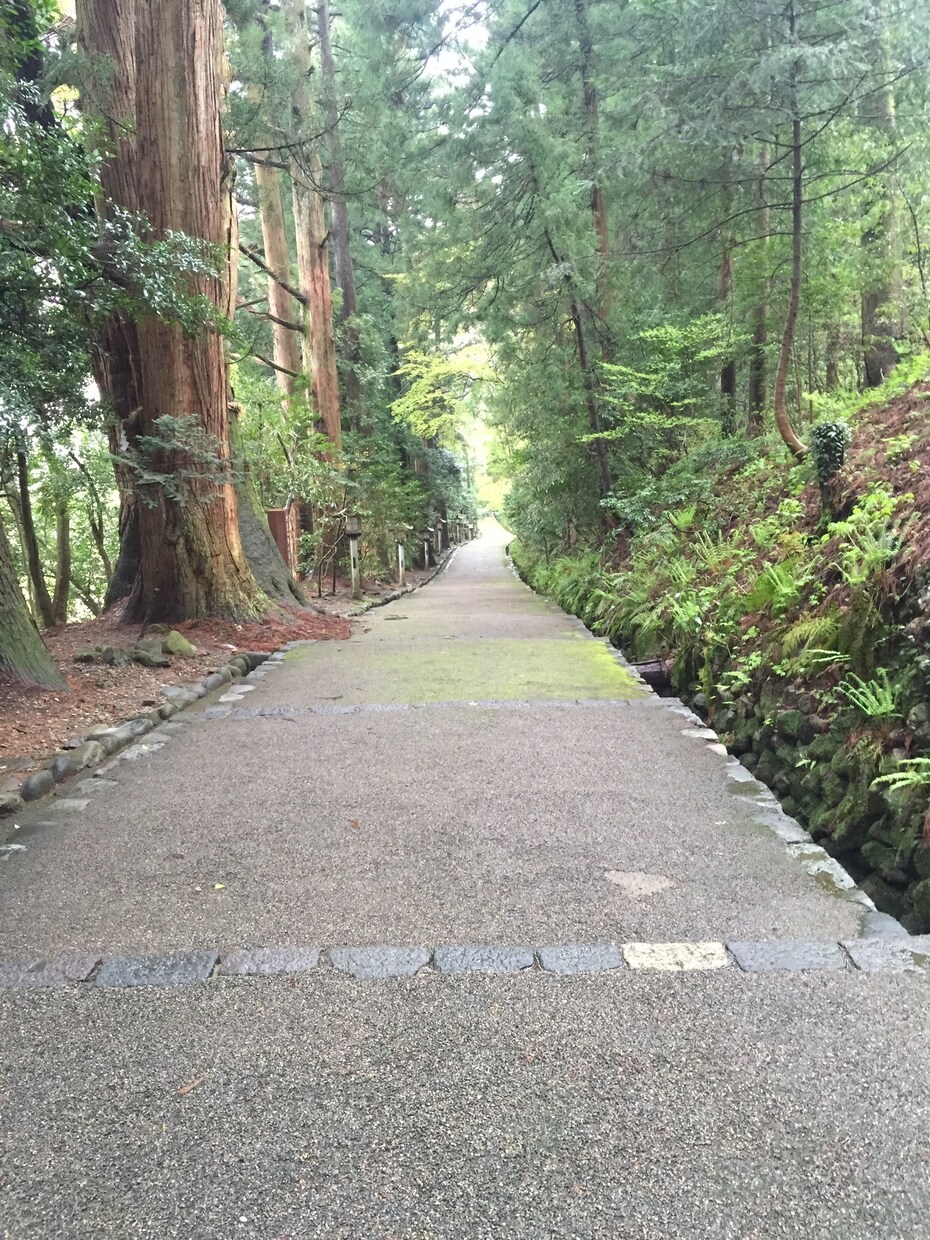 ビジョンクエストタロットで占います ペットの悩み、恋愛の悩み