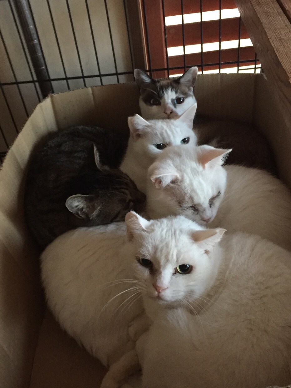 現役猫ボラが猫の多頭飼育の相談にのります 40匹の猫と暮らす現役猫ボラがあらゆる問題を解決に導きます イメージ8