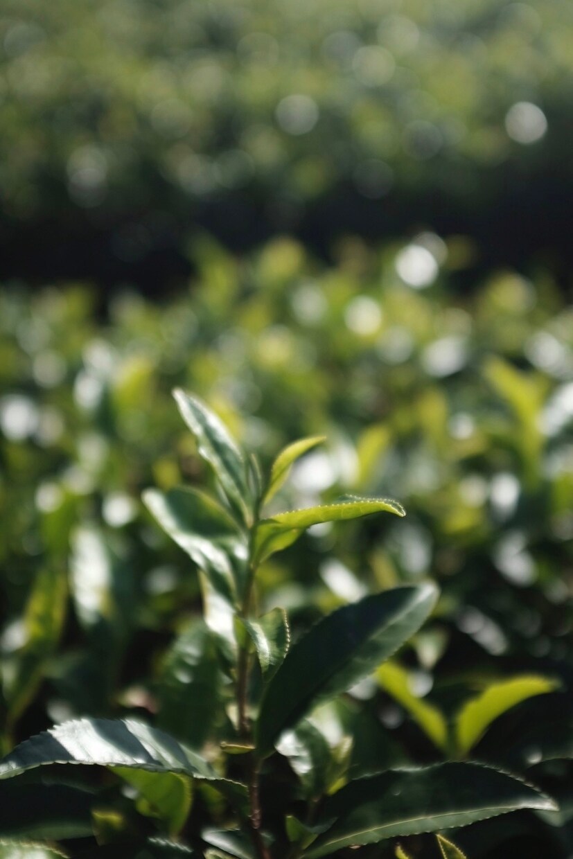 日本茶の提供・オペレーション・インスタ運用できます お茶の子さいさい　茶人として培ってきたことでのサポート イメージ3
