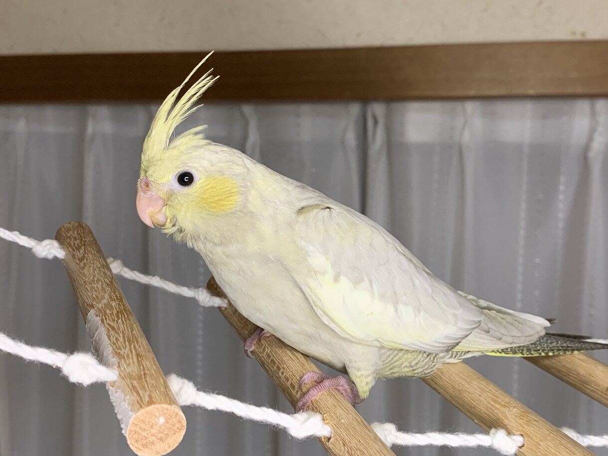 オカメインコの育て方についての相談にのります ヒナの育て方、繁殖のやり方、体重が増えない等の相談各種 イメージ1
