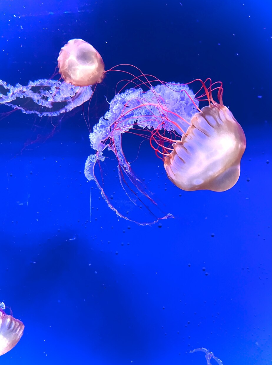 綺麗なお魚の写真を買うことができます 水族館の熱帯魚やクラゲ、金魚などです。 イメージ7